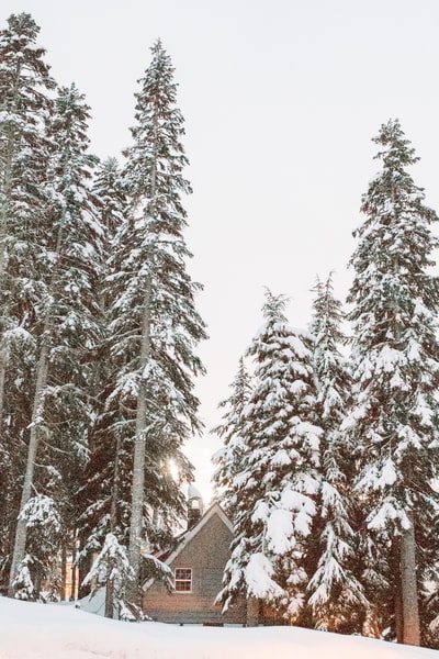 雪山松树